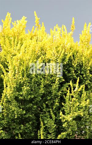 Goldene Ulme strahlt gegen einen dunklen Himmel Stockfoto