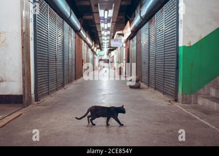 Schwarze Katze, die über leere enge gepflasterte unterirdische Passage mit läuft Geschlossene Metallläden in der Stadt Stockfoto