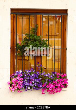 Fenster mit versperrten Fenstern mit geschlossenen Fensterläden und vollen Fensterkästen Von Petunia Blumen mit einer weiß bemalten Wand in Burgos Kastilien und Leon Spanien Stockfoto