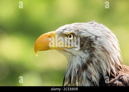 Nahaufnahme des Kopfes von Weißkopfseeadler oder Haliaeetus leucocephalus Vogel Heimisch in Nordamerika auf verschwommenem grünen Hintergrund Stockfoto