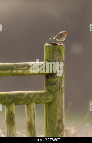 Kleiner europäischer Rotkehlchen oder Erithacus rubecula auch als Rotkehlchen bekannt Rotbrustvogel sitzt auf Holzzaun vor verschwommenem Naturhintergrund Stockfoto