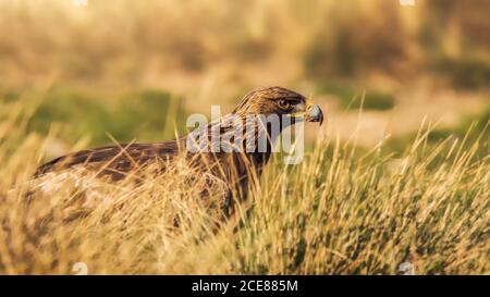 Rotschwanzfalke oder Buteo jamaicensis Greifvogel, der unscharf steht Hintergrund in der Natur Stockfoto