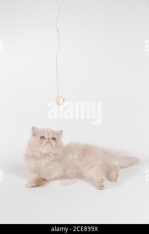 Nahaufnahme einer weißen Perserkatze isoliert auf einem Weißer Hintergrund Stockfoto