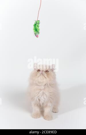 Nahaufnahme einer weißen Perserkatze isoliert auf einem Weißer Hintergrund Stockfoto