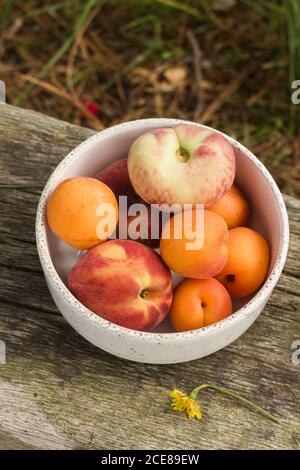 Von oben von reifen Pfirsichen und Aprikosen in Keramikschale Platziert auf Holztisch im Garten Stockfoto