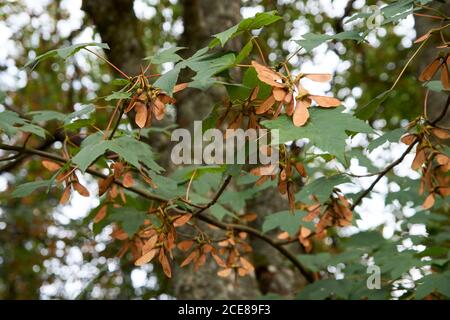 Geflügelte Ahornsamen acer pseudoplatanus Ansicht links Stockfoto