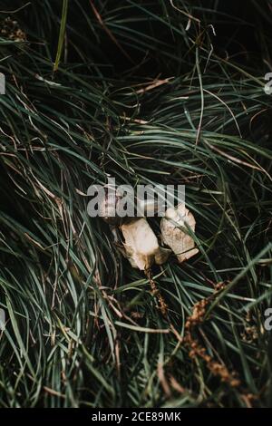 Von oben kleine Schnecken fressende Pflanzen in üppigem Grün Gras wächst im Garten Stockfoto