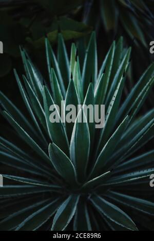 Nahaufnahme der scharfen spitzen frischen grünen Agave potatorum Kaktuspflanze Wächst im Treibhaus Stockfoto