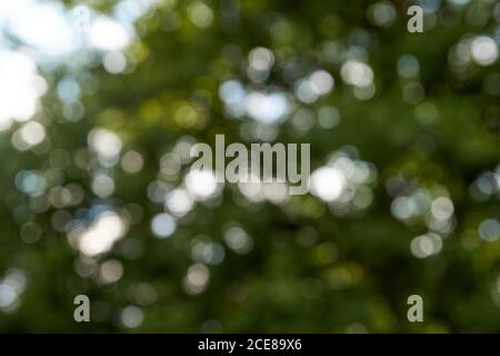 Grüne Bokeh aus Fokus Hintergrund von Natur Wald Stockfoto