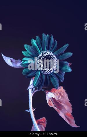 Abstrakte Sonnenblume Pflanze buntes Licht. Schöne Pflanze minimal auf einem dunklen Hintergrund Muster für Design. Stockfoto