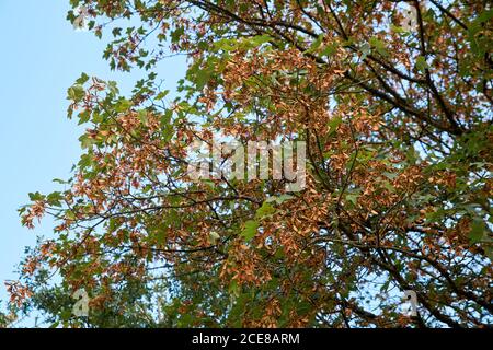 Geflügelte Ahornsamen acer pseudoplatanus Ansicht links Stockfoto