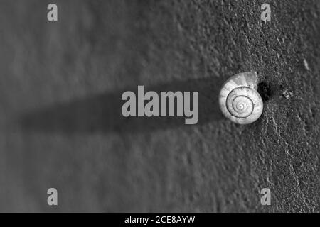 Graustufenaufnahme der kleinen Schneckenschale auf der Wand unter Die Lichter mit einem verschwommenen Hintergrund Stockfoto