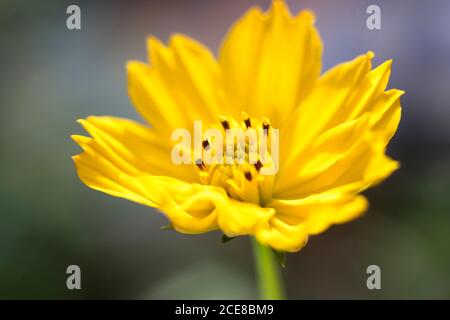 Kleine gelbe Blume, Nahaufnahme, Makroaufnahme Stockfoto