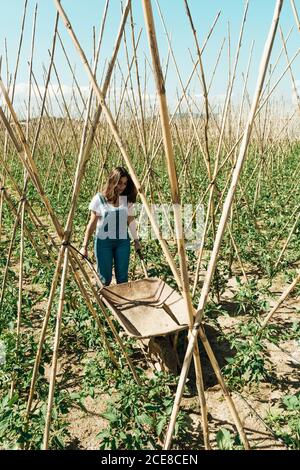 Von oben der weiblichen Gärtnerin in Denim-Overalls, die leer tragen Handkarren zwischen kleinen grünen Tomatensträuchern und Holzstäben Unter heiterdem Himmel an sonnigen Tagen auf dem Land Stockfoto