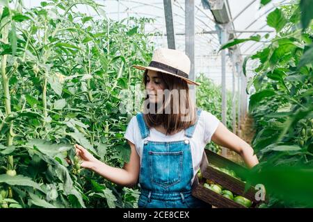 Verträumte weibliche Gärtnerin Strohhut trägt Holzkiste während Pflücken unreife Tomaten aus üppigen Tomatenbäumen im Gewächshaus in Sommerzeit Stockfoto