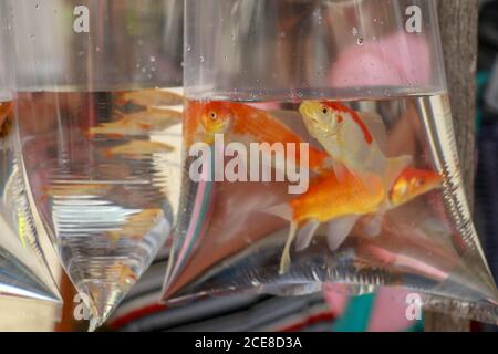 Aquarienfische angezeigt in Plastiktüten zum Verkauf im lokalen Markt in Bali, Indonesien Stockfoto