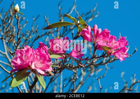 Azalea Pflanzen in Blüte, Victoria, Australien, August 2020 Stockfoto