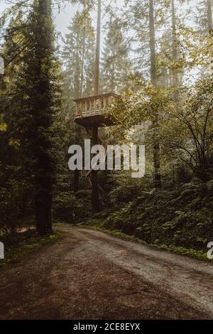 Riesiges Holzhaus zwischen Pinien über dem Boden in Wald in Biskaya Stockfoto