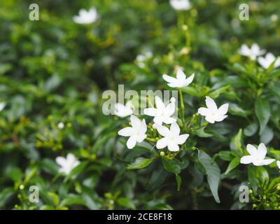 Gardenia, Rubiaceae kleine Stauden Blätter sind runde, ovale, spitze Blätter, einzelne Blüten aus der Spitze oder dem Ende des Astes. Blüten sind Fra Stockfoto