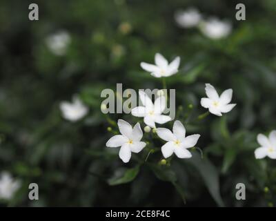 Gardenia, Rubiaceae kleine Stauden Blätter sind runde, ovale, spitze Blätter, einzelne Blüten aus der Spitze oder dem Ende des Astes. Blüten sind Fra Stockfoto