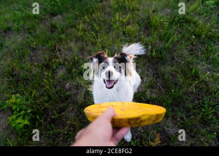 Nicht erkennbare Person spielt mit Border Collie Hund mit Frisbee während Wochenende im Sommer bei Sonnenuntergang genießen Stockfoto