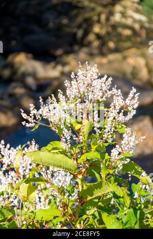 Blühende Japanische Knotweed gedeiht im Spätsommer an einem Bach in der Grafschaft Donegal, Irland. Stockfoto