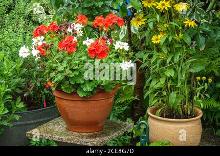 Pelargonium Topf Garten August Blumen Sommer blühende Pflanzen in Töpfen Pelargonien blühend in Keramiktöpfen falsche Sonnenblume Heliopsis helianthoides Stockfoto