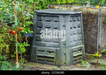 Tomaten, die in der Nähe einer Plastikkompostertonne wachsen und Reifen, Gartenabfälle, die in einem Drahtzapfel deponiert und in Humus umgewandelt werden. Garten für Kompostbehälter Stockfoto