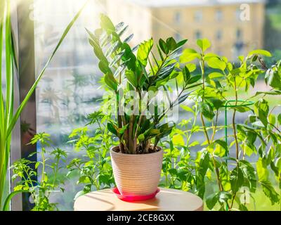 Zamioculcas Pflanzen in einem Topf auf einem Tisch im Sommerhaus einer Wohnwohnung, die von der hellen Sonne, vor dem Hintergrund der Häuser und Th beleuchtet wird Stockfoto