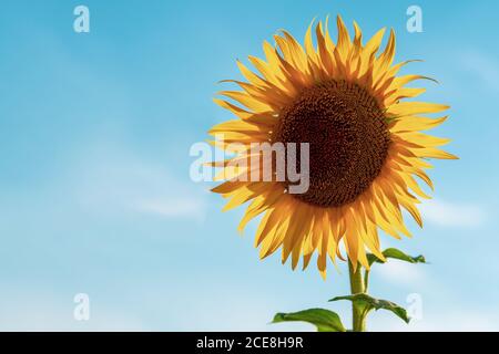 Nahaufnahme Gelbe Sonnenblume gegen den blauen Himmel. Landwirtschaftliches Konzept mit gelben Sonnenblumen. Hochwertige Fotos Stockfoto