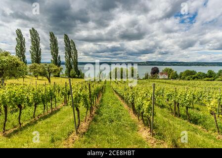 Blick über die Weinberge zum Bodensee, bei der Wallfahrtskirche Birnau, Uhldingen-Mühlhofen, Deutschland Stockfoto