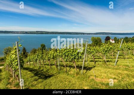 Blick über die Weinberge zum Bodensee, Uhldingen-Mühlhofen, Baden-Württemberg, Deutschland Stockfoto