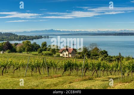 Blick über die Weinberge zum Bodensee mit Alpenpanorama, Uhldingen-Mühlhofen, Baden-Württemberg, Deutschland Stockfoto