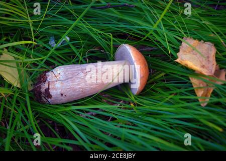 Schöne kleine Pilz Leccinum als Orange Birke Bolete bekannt, wächst in einem Wald. Stockfoto