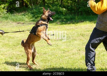 Der Lehrer führt den Unterricht mit dem belgischen Schäferhund durch. Der Hund beschützt seinen Meister. Belgischer Schäferhund Schutz Arbeit Stockfoto