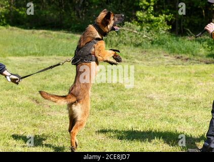 Der Lehrer führt den Unterricht mit dem belgischen Schäferhund durch. Der Hund beschützt seinen Meister. Belgischer Schäferhund Schutz Arbeit Stockfoto