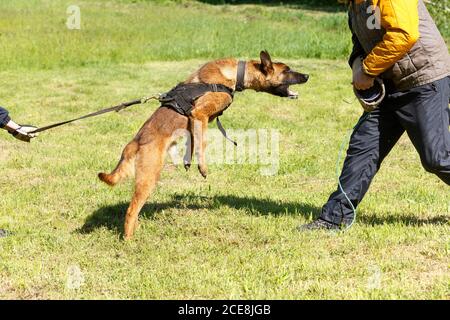 Der Lehrer führt den Unterricht mit dem belgischen Schäferhund durch. Der Hund beschützt seinen Meister. Belgischer Schäferhund Schutz Arbeit Stockfoto