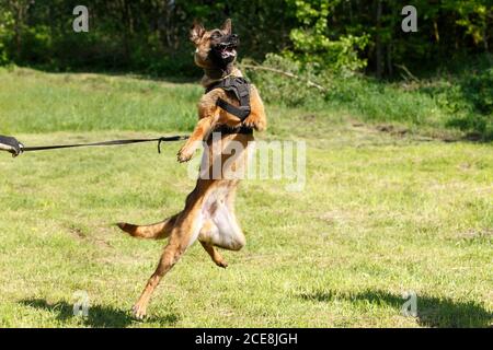 Der Lehrer führt den Unterricht mit dem belgischen Schäferhund durch. Der Hund beschützt seinen Meister. Belgischer Schäferhund Schutz Arbeit Stockfoto