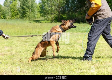 Der Lehrer führt den Unterricht mit dem belgischen Schäferhund durch. Der Hund beschützt seinen Meister. Belgischer Schäferhund Schutz Arbeit Stockfoto