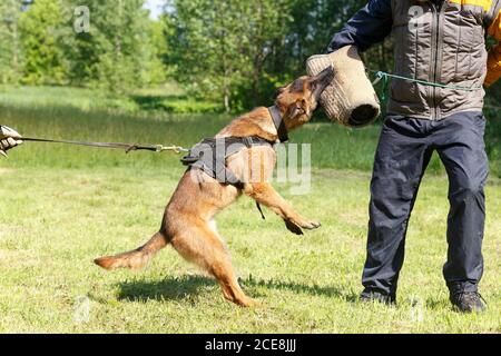 Der Lehrer führt den Unterricht mit dem belgischen Schäferhund durch. Der Hund beschützt seinen Meister. Belgischer Schäferhund Schutz Arbeit Stockfoto