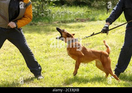 Der Lehrer führt den Unterricht mit dem belgischen Schäferhund durch. Der Hund beschützt seinen Meister. Belgischer Schäferhund Schutz Arbeit Stockfoto