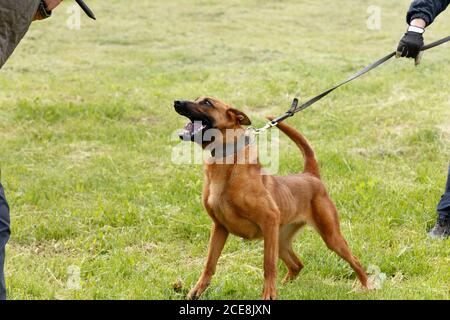 Der Lehrer führt den Unterricht mit dem belgischen Schäferhund durch. Der Hund beschützt seinen Meister. Belgischer Schäferhund Schutz Arbeit Stockfoto