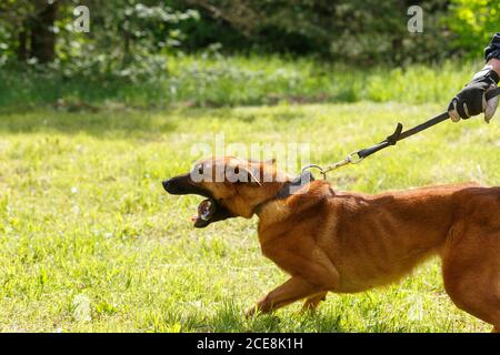 Der Lehrer führt den Unterricht mit dem belgischen Schäferhund durch. Der Hund beschützt seinen Meister. Belgischer Schäferhund Schutz Arbeit Stockfoto