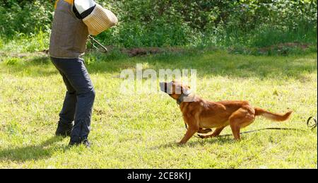 Der Lehrer führt den Unterricht mit dem belgischen Schäferhund durch. Der Hund beschützt seinen Meister. Belgischer Schäferhund Schutz Arbeit Stockfoto