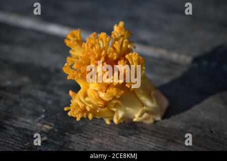 Essbarer Pilz Ramaria flava auf dem Hintergrund eines alten Holztisches Nahaufnahme. Stockfoto