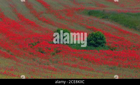 Rote Mohnblumen rotes Muster des Feldes Stockfoto