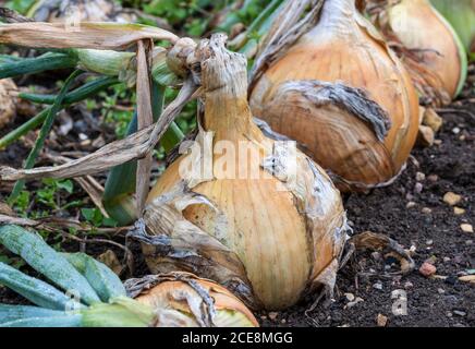 Nahaufnahme der großen reifen Zwiebel 'Ailsa Craig' wächst in der Erde in Reihen auf Zuteilung. Große Zwiebeln reifen im Boden im Gemüsegarten. Stockfoto