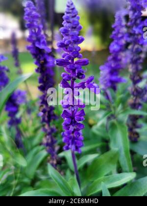 Salvia officinalis. Garten Salbei Blumen. Stockfoto