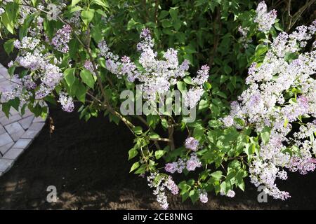 Gemeiner Flieder (Syringa-vulgaris-Hybride) Stockfoto