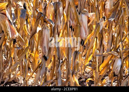 Trockene Stiele und Kugeln von reifen goldenen Mais in der Nahaufnahme der Hintergrundbeleuchtung Stockfoto